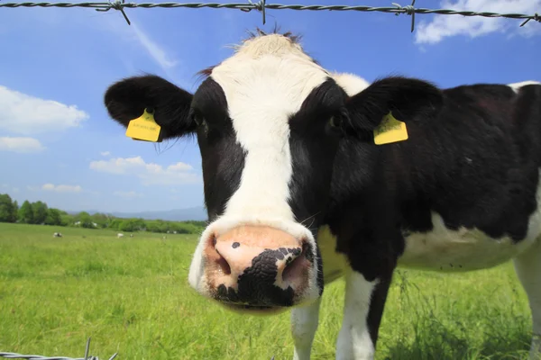 Vaca y cielo azul en el campo — Foto de Stock