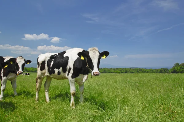 Αγελάδα και μπλε ουρανό στον τομέα — Φωτογραφία Αρχείου