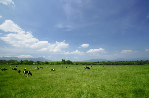 Ko och blå himmel i fältet — Stockfoto