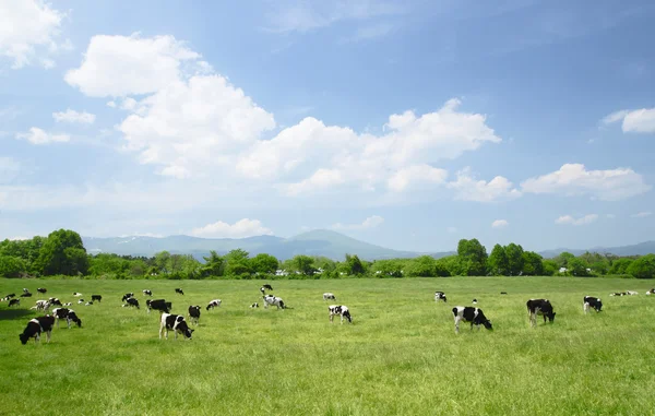 Krowy i niebieski niebo pole — Zdjęcie stockowe
