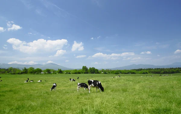 Koe en blauwe hemel in veld — Stockfoto