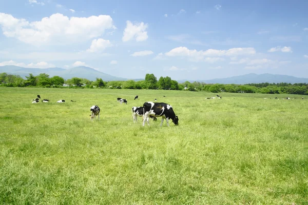 Koe en blauwe hemel in veld — Stockfoto