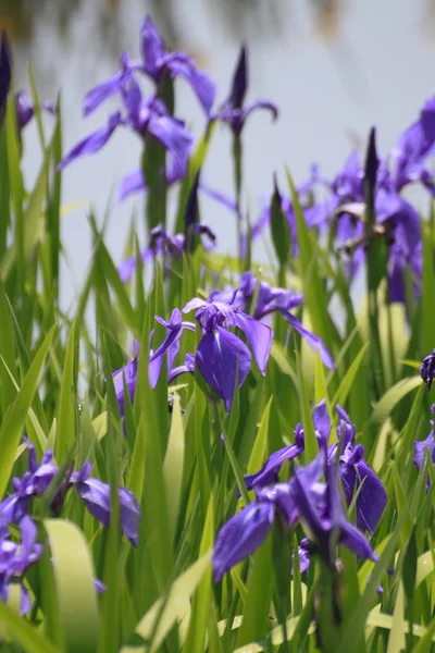 Gruppe lila Schwertlilien im Frühling sonniger Tag. — Stockfoto