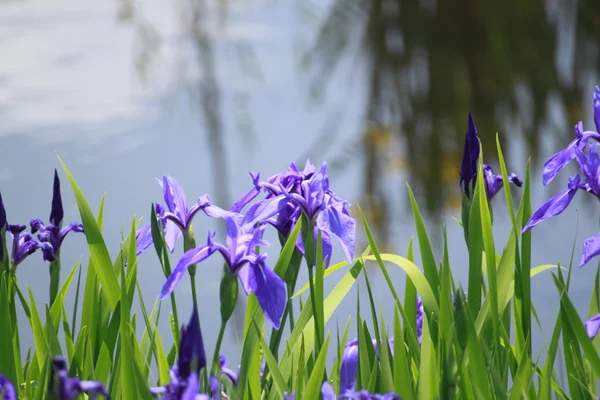 Groep van paarse irissen in voorjaar zonnige dag. — Stockfoto
