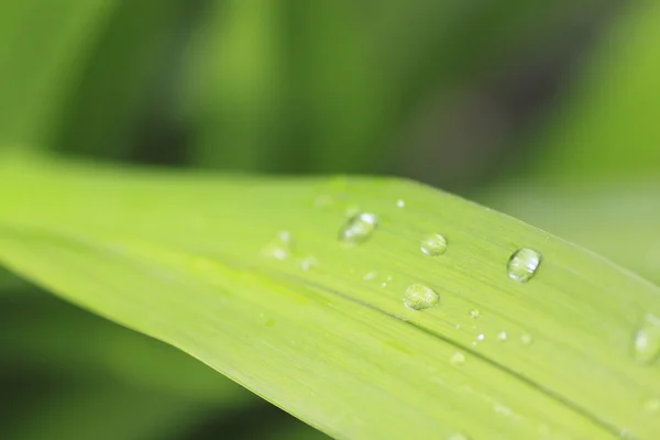 stock image Beautiful water drops on a leaf