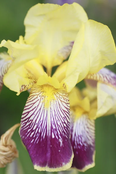 stock image Iris germanica