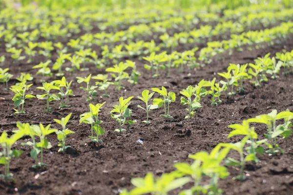 Soja plant in de zomer — Stockfoto