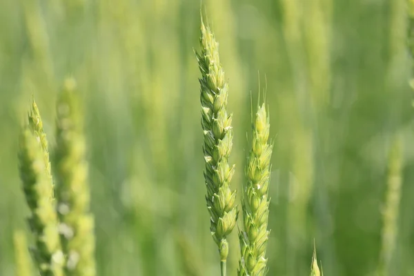 Campos de trigo —  Fotos de Stock