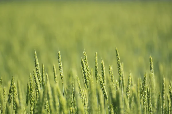 Buğday Tarlaları — Stok fotoğraf