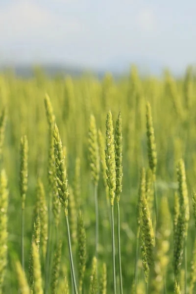 Campos de trigo —  Fotos de Stock