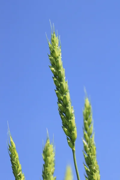 Campo di grano con cielo blu — Foto Stock