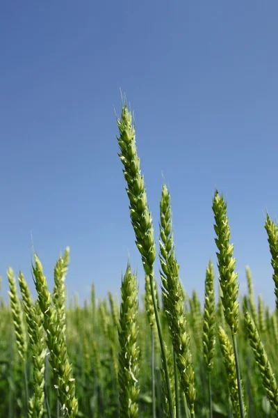 Pšeničné pole s modrou oblohou — Stock fotografie