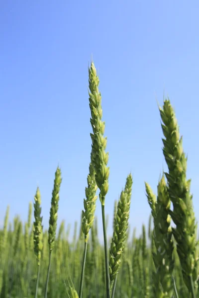 Campo de trigo con cielo azul —  Fotos de Stock