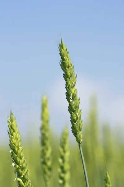Mavi gökyüzü olan buğday tarlası — Stok fotoğraf