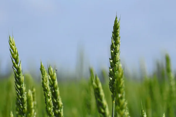 Weizenfeld mit blauem Himmel — Stockfoto