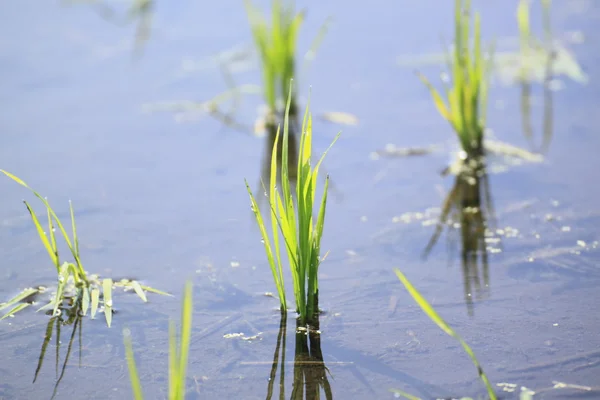 stock image Green field, Asia paddy field