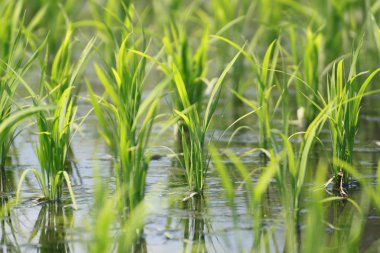 Green field, Asia paddy field clipart