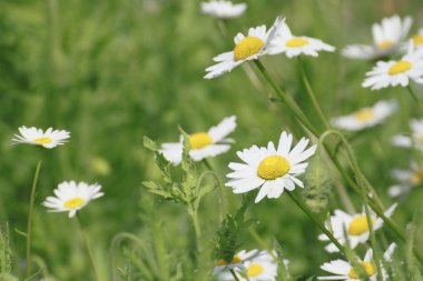 marguerites yakın çekim