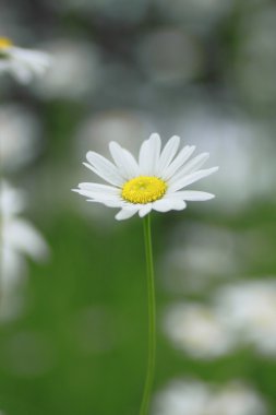 marguerites yakın çekim