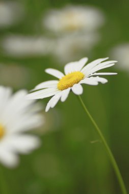 marguerites yakın çekim