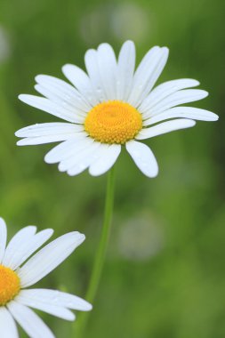 marguerites yakın çekim