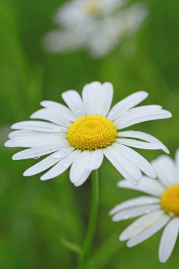 marguerites yakın çekim