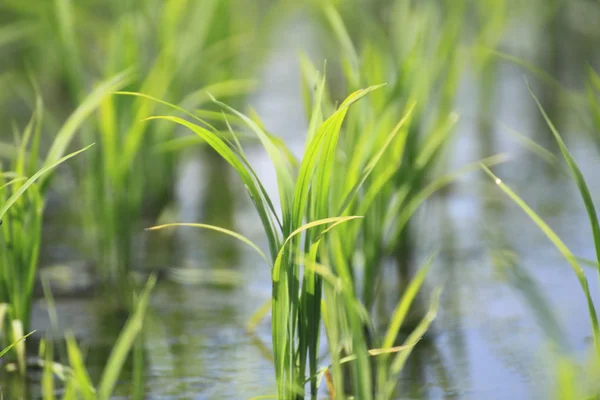 Zielone pola, pola ryżowego Azji — Zdjęcie stockowe