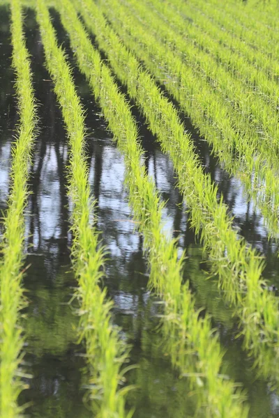 Zielone pola, pola ryżowego Azji — Zdjęcie stockowe