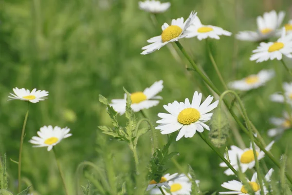 stock image Close up of marguerites