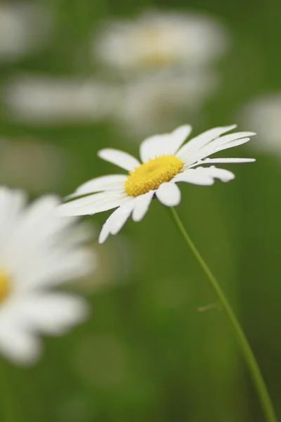 stock image Close up of marguerites