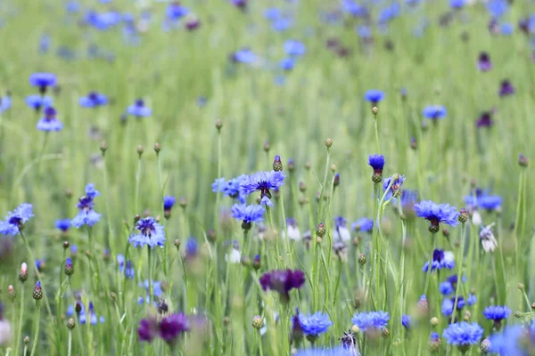 stock image Blue cornflowers in field