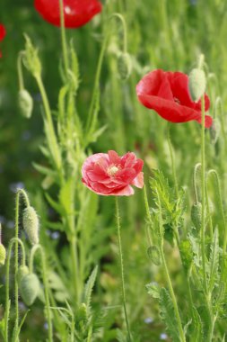 Kırmızı mısır haşhaş
