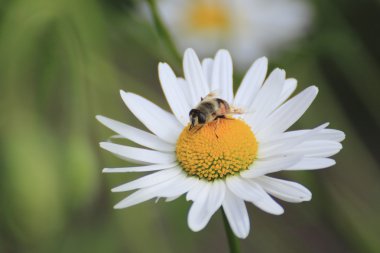 marguerites ve bir arı kapat