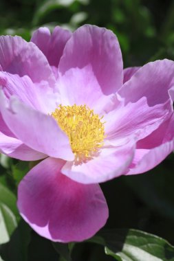 pembe peonies paeonia lactiflora