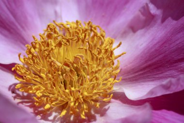 pembe peonies paeonia lactiflora