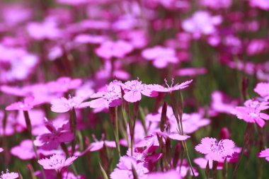 pembe dianthus