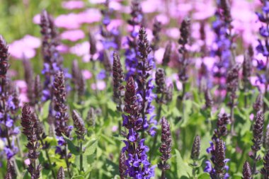 Blue salvia clipart