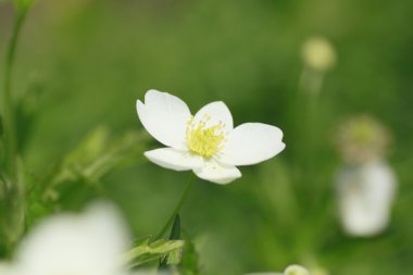 yumuşak windflower