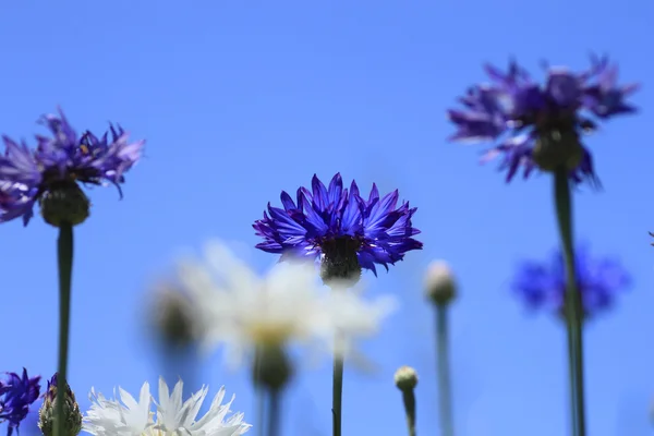 Blue cornflowers in field — Stock Photo, Image