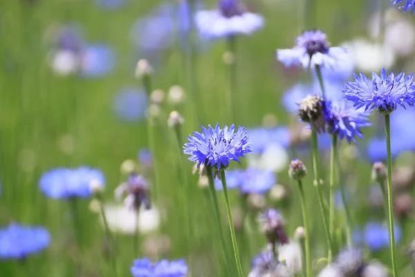 stock image Blue cornflowers in field