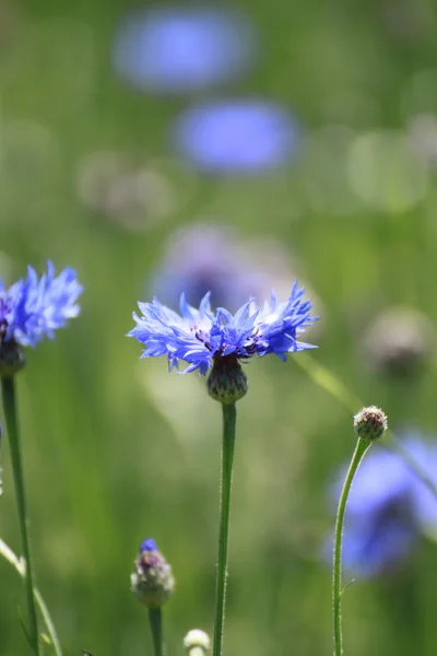 stock image Blue cornflowers in field