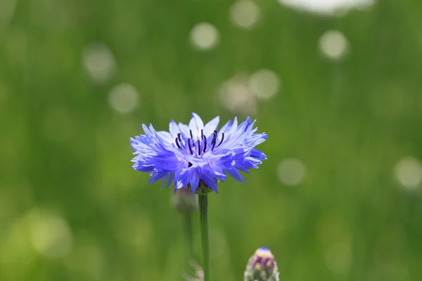 Blaue Kornblumen im Feld — Stockfoto