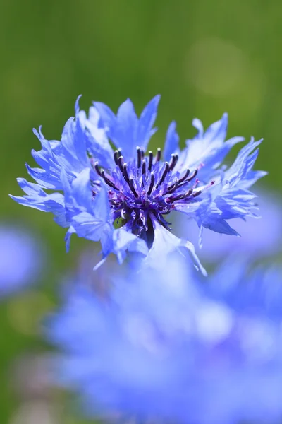 Голубые кукурузные цветы в поле — стоковое фото