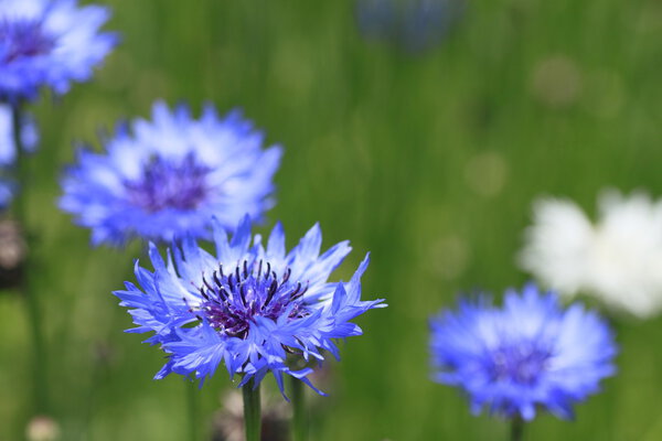 голубые кукурузные цветы в поле
