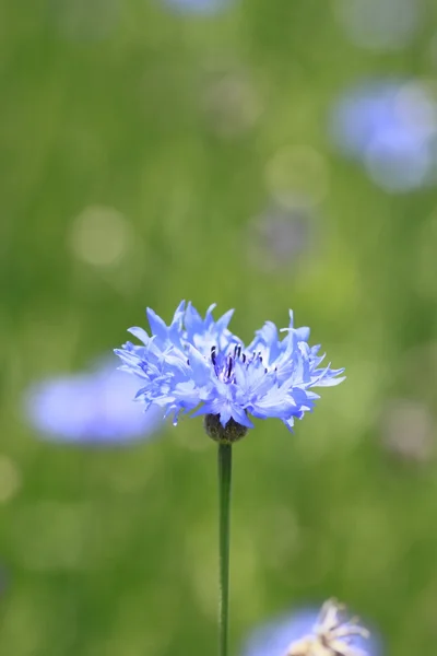 Blue cornflowers in field — Stock Photo, Image
