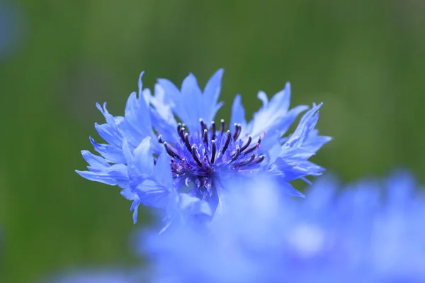 Голубые кукурузные цветы в поле — стоковое фото