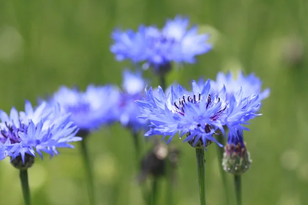 Сині кукурудзяні квіти в полі — стокове фото