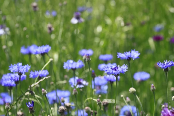 stock image Blue cornflowers in field