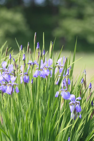 Iris sanguinea — Stockfoto