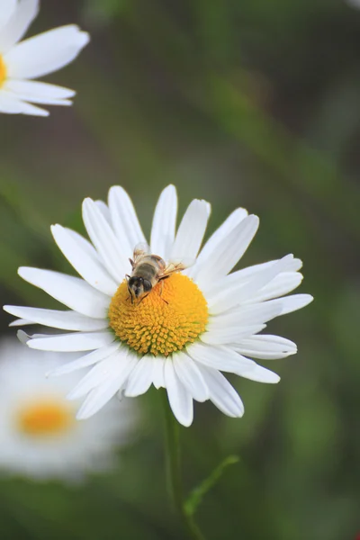 stock image Close up of marguerites and a bee